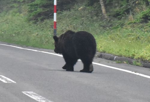 クリックで拡大表示