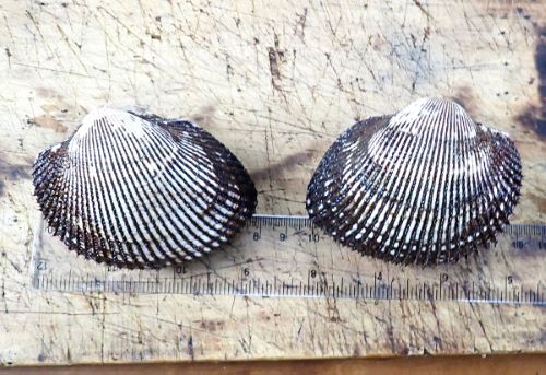 クリックで拡大表示