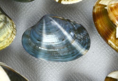 クリックで拡大表示