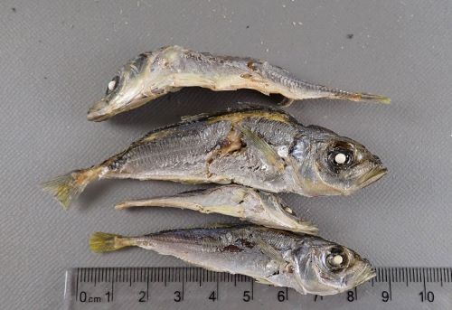 あじ煮干し
