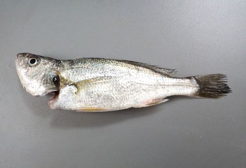 シログチ,イシモチ