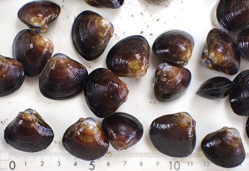 しじみページです☺︎ 新潟市阿賀野川のヤマトシジミ | コラム | 市場魚貝類図鑑