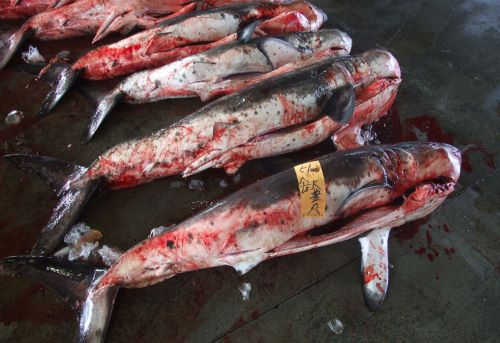 気仙沼魚市場に並ぶネズミザメ