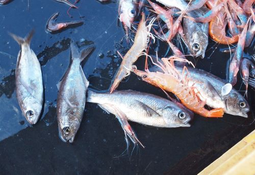 鹿児島県,とんとこ漁,ボウズコンニャク