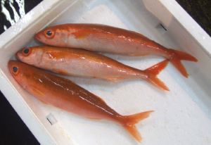 クリックで拡大表示 沼津 ヒチビキ