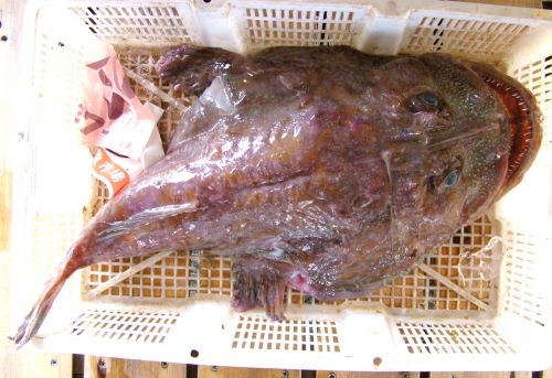 ヒメアンコウ属 市場魚貝類図鑑