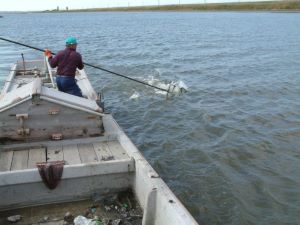 コラム 利根川のウナギ漁 市場魚貝類図鑑