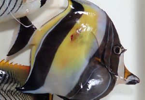 クリックで拡大表示 ツノダシ