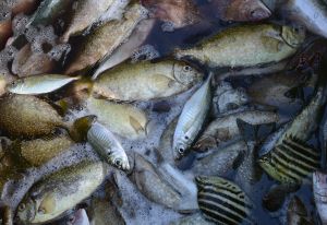 クリックで拡大表示 魚たち