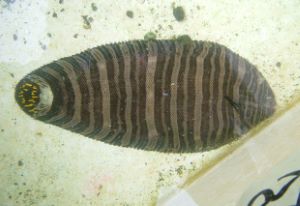 クリックで拡大表示 シマウシノシタ
