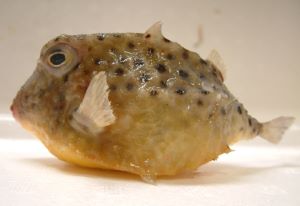 ハコフグ科について 生物一覧ー 市場魚貝類図鑑