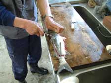 川魚の味 ボラの刺身 ニゴイの洗い フナの洗い 市場魚貝類図鑑