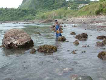 鴨川 外房磯遊び 市場魚貝類図鑑